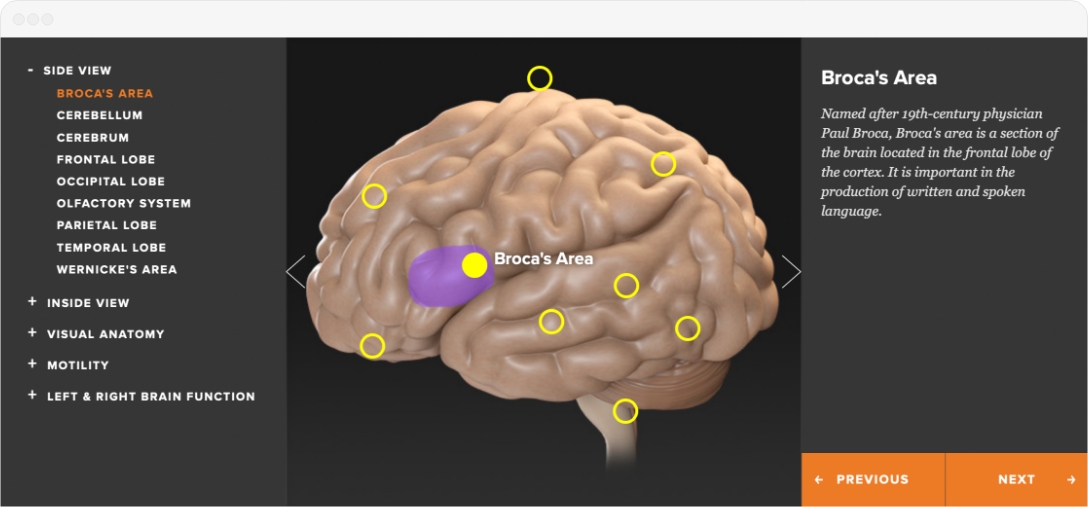 Interactive Brain Online Tool